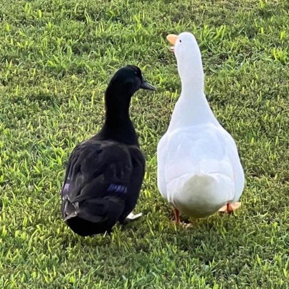 Meet your Posher, April - Picture 1 of 5